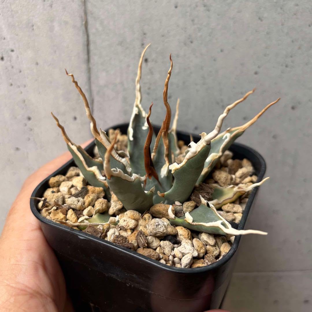 アガベ　ユタエンシス　エボリスピナ　実生選抜　コレクション株　A115 アガベ ユタエンシス エボリスピナ 選抜 1 アガベ ユタエンシス